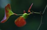 Smilax excelsa. Незрелый плод и листья. Абхазия, Гадаутский р-н, Мюссерский заповедник, долина реки Риапши. 17.08.2013.