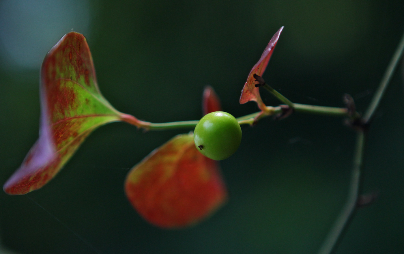 Image of Smilax excelsa specimen.