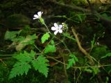 Geranium robertianum. Верхушка цветущего растения. Пензенская обл., Каменский р-н, с. Блиновка, северная окраина, широколиственный лес. 10 августа 2016 г.