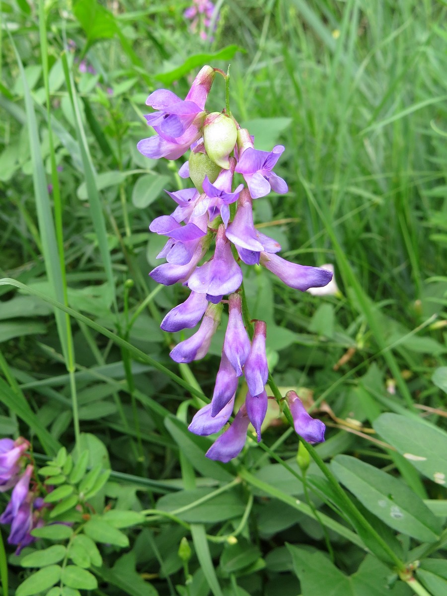 Image of Vicia amoena specimen.