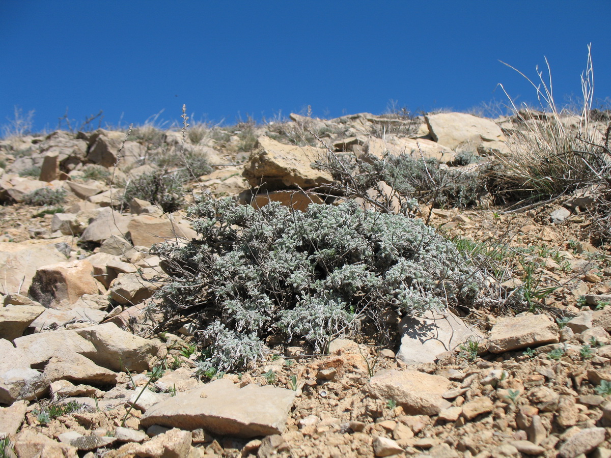 Изображение особи Artemisia compacta.