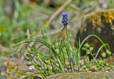 Muscari neglectum. Цветущее растение. Молдова, Кишинев, Ботанический сад АН Молдовы, каменная горка. 10.04.2017.