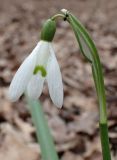 Galanthus nivalis. Верхняя часть генеративного побега с цветком и сидящим паучком. Москва, Воронцовский парк, дубовая роща. 24.04.2017.