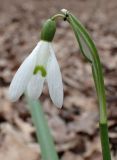 Galanthus nivalis