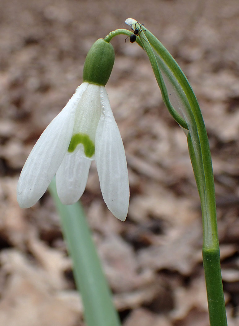 Изображение особи Galanthus nivalis.