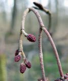 Alnus glutinosa. Женские соцветия (сильно увеличено). Украина, Киев, заказник \"Лесники\", низменная часть. 5 апреля 2010 г.