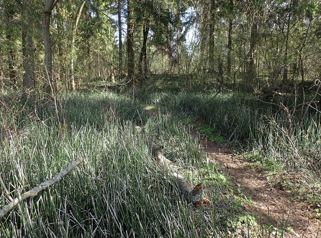 Изображение особи Equisetum hyemale.