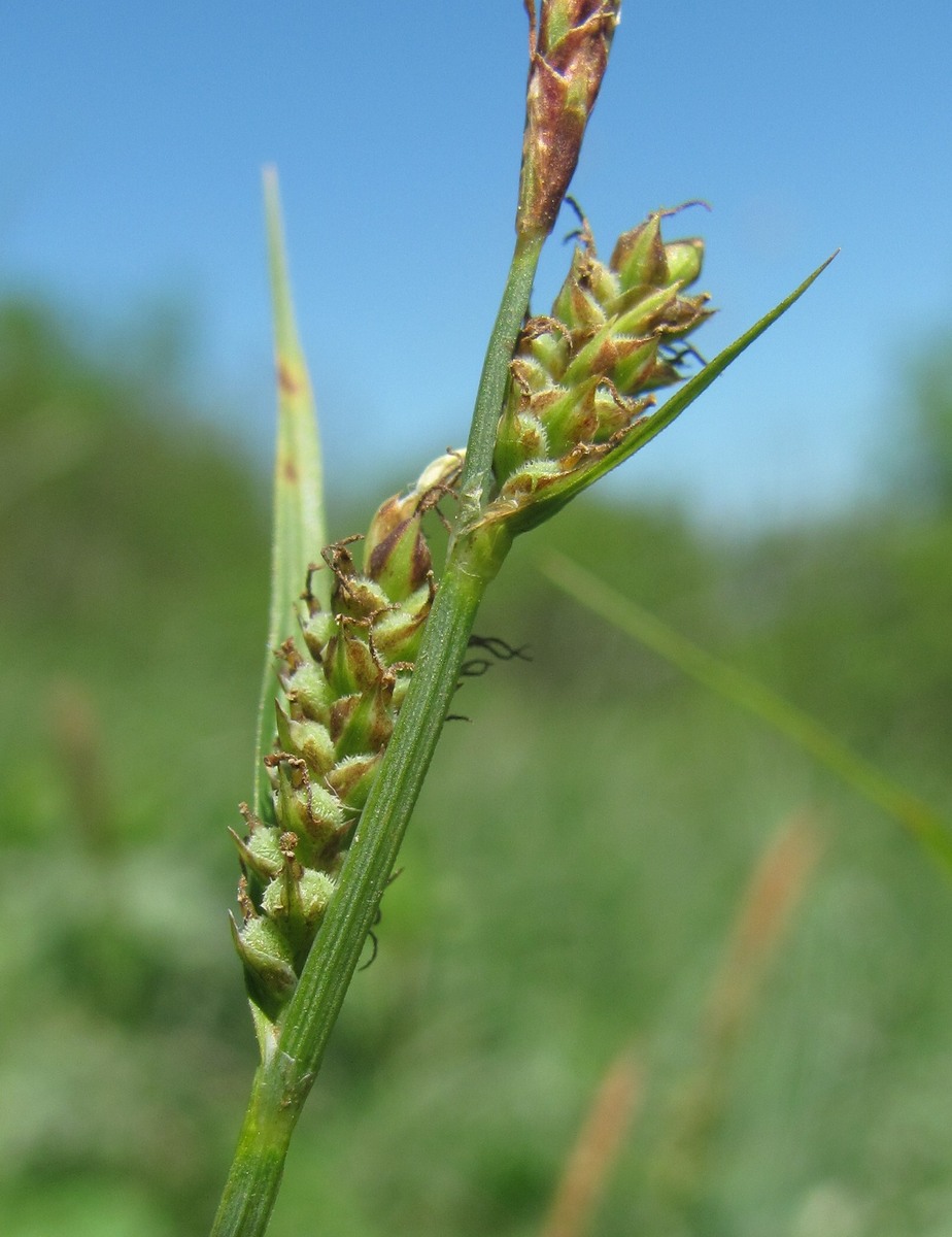 Image of Carex tomentosa specimen.