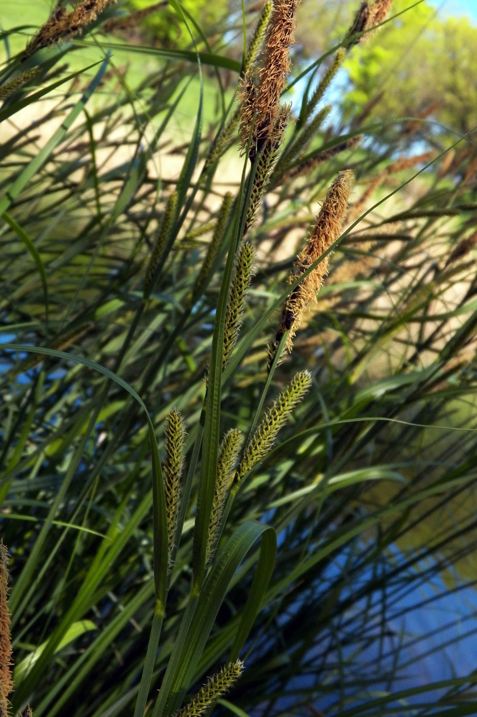 Image of Carex acuta specimen.