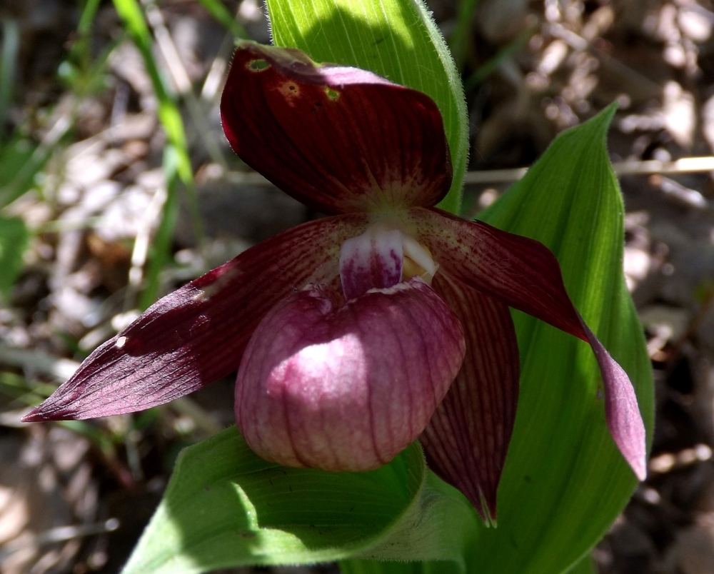 Изображение особи Cypripedium &times; ventricosum.