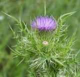 Cirsium creticum