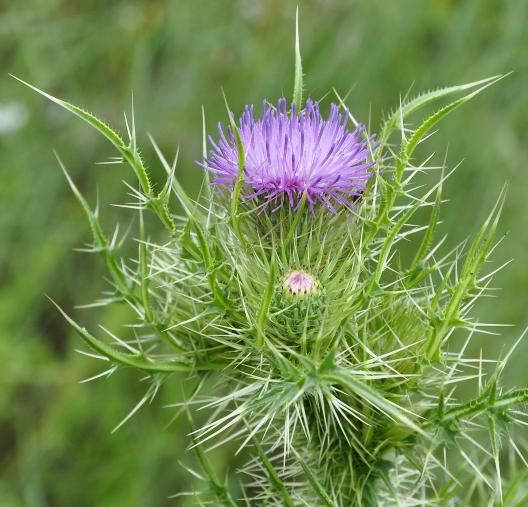 Image of Cirsium creticum specimen.
