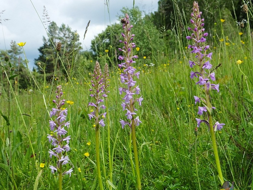 Изображение особи Gymnadenia conopsea.