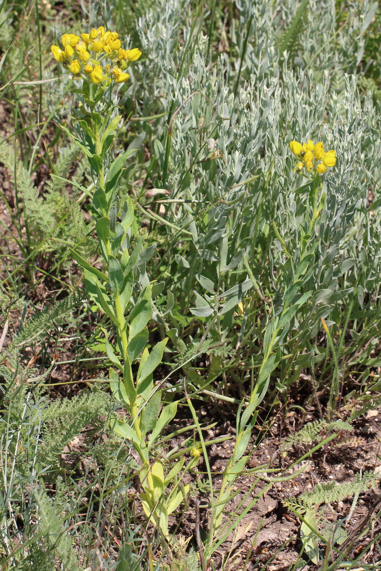 Image of Haplophyllum suaveolens specimen.