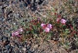 Convolvulus gortschakovii