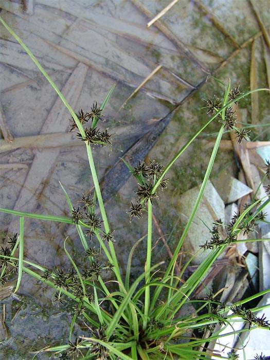 Image of Cyperus fuscus specimen.