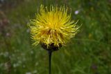 Centaurea orientalis