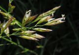 Festuca arundinacea