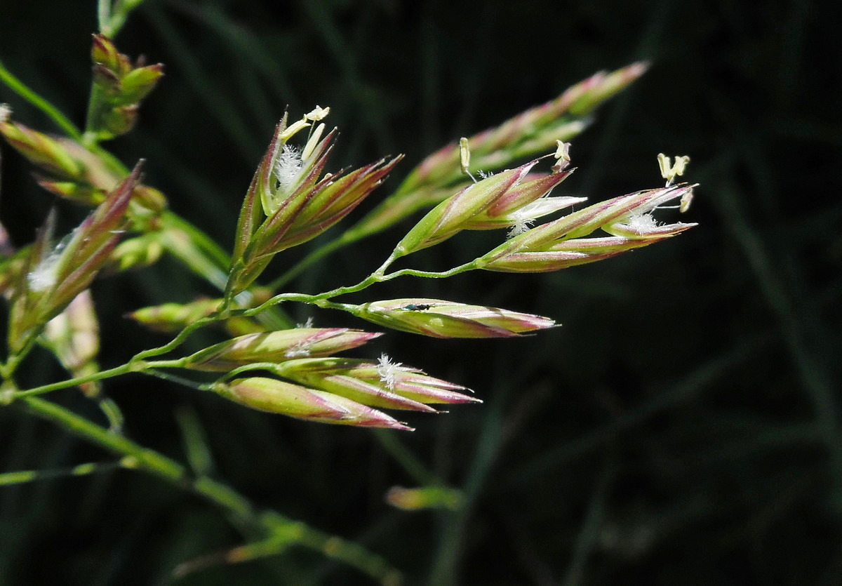 Изображение особи Festuca arundinacea.