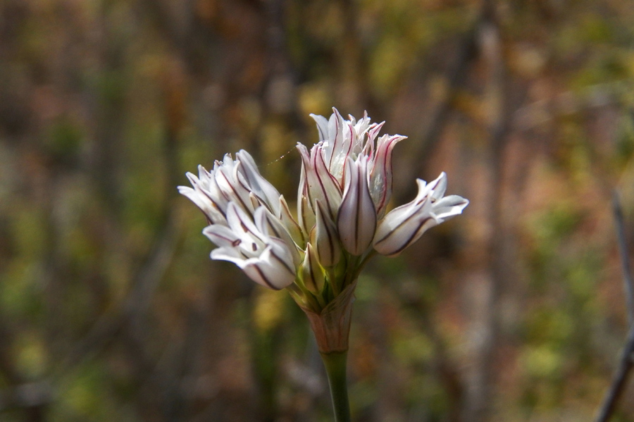 Image of Allium korolkowii specimen.