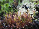 Drosera kihlmanii. Зацветающие растения с прошлогодними сухими плодами. Мурманская обл., Кольский р-н, окр. пос. Лодейное, берег Баренцева моря, край болотца в кустарничковой тундре. 21.07.2017.