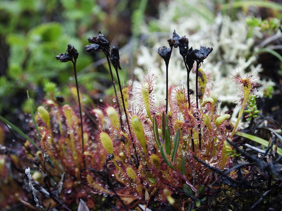 Изображение особи Drosera kihlmanii.