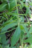 Anthyllis variety schiwereckii