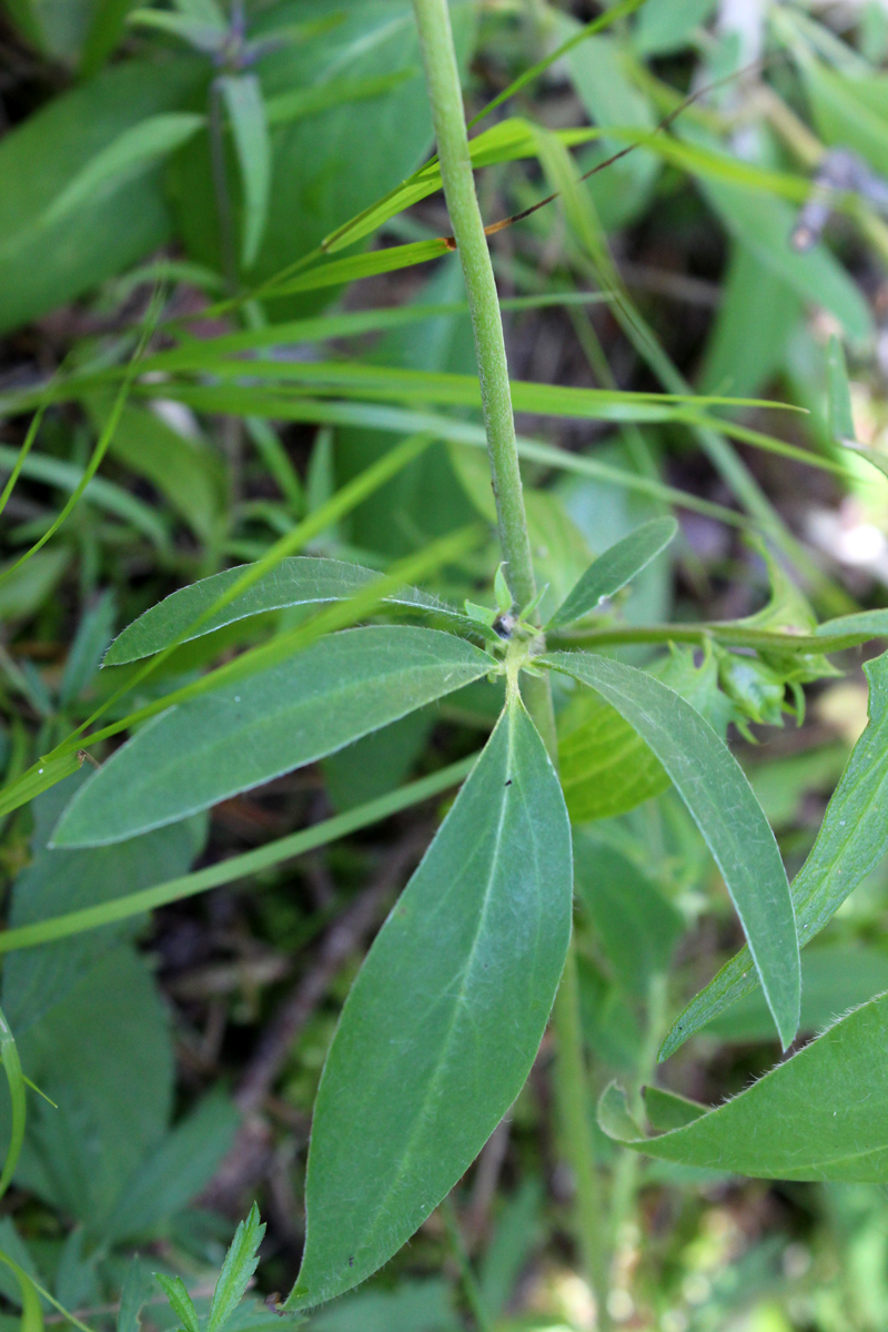 Изображение особи Anthyllis vulneraria var. schiwereckii.