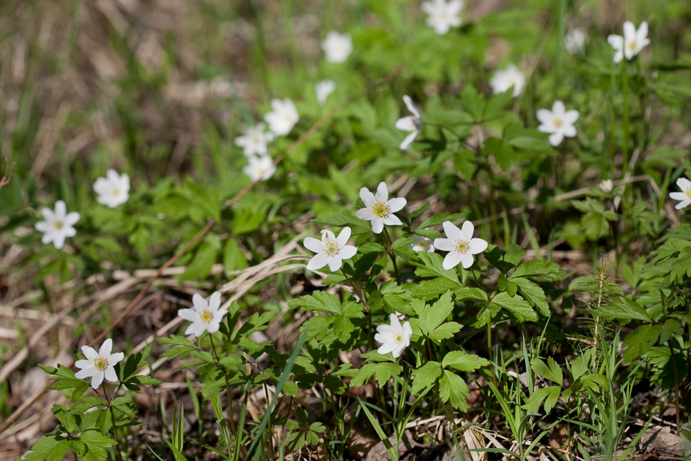 Изображение особи Anemone nemorosa.