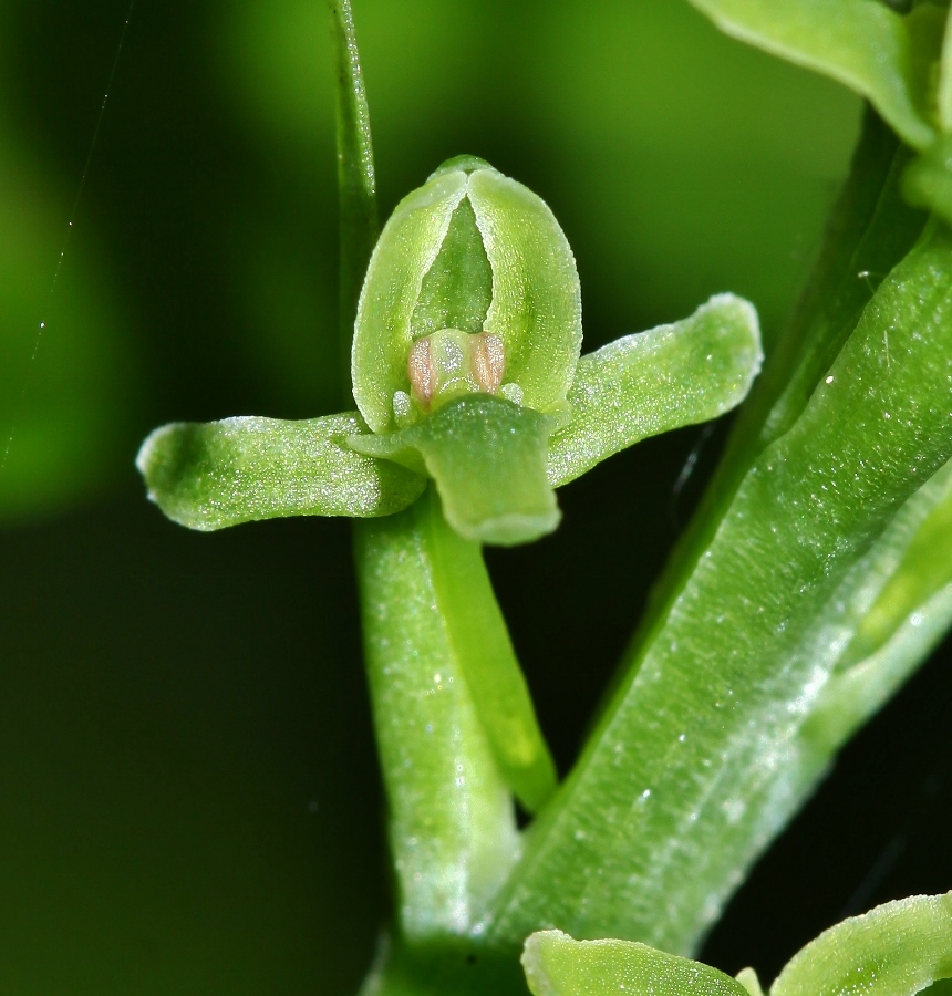 Image of Tulotis ussuriensis specimen.