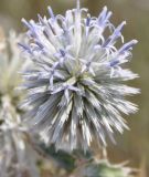 Echinops albidus