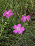 Dianthus versicolor. Верхушка цветущего растения. Алтайский край, г. Барнаул, окр. пос. Южный, просека с луговой растительностью. 9 августа 2017 г.