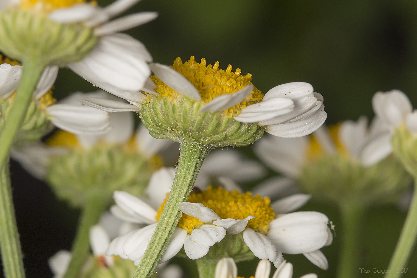 Image of Pyrethrum parthenium specimen.