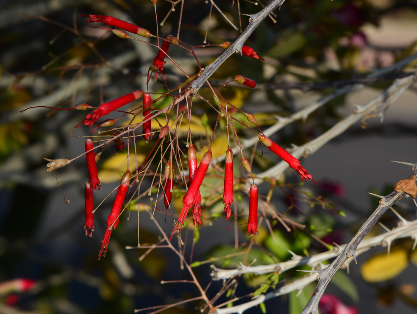Image of Fouquieria macdougalii specimen.