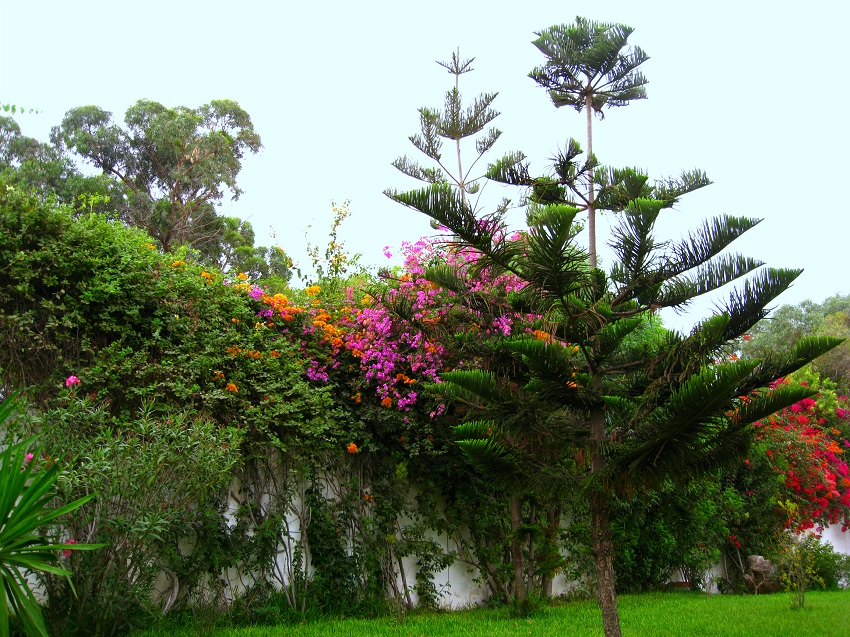 Image of Araucaria heterophylla specimen.