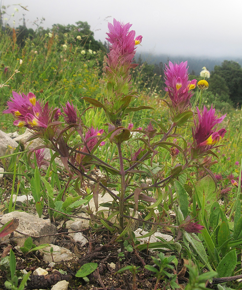 Image of Melampyrum arvense specimen.