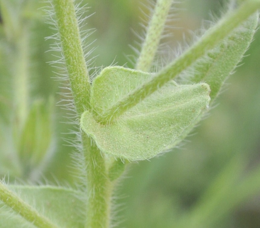 Изображение особи Echium plantagineum.