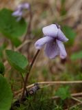 Viola epipsiloides. Цветок. Магаданская обл., Ольский р-н, бассейн р. Омчик, р. Нижний Омчик, моховое болото. 24.06.2013.