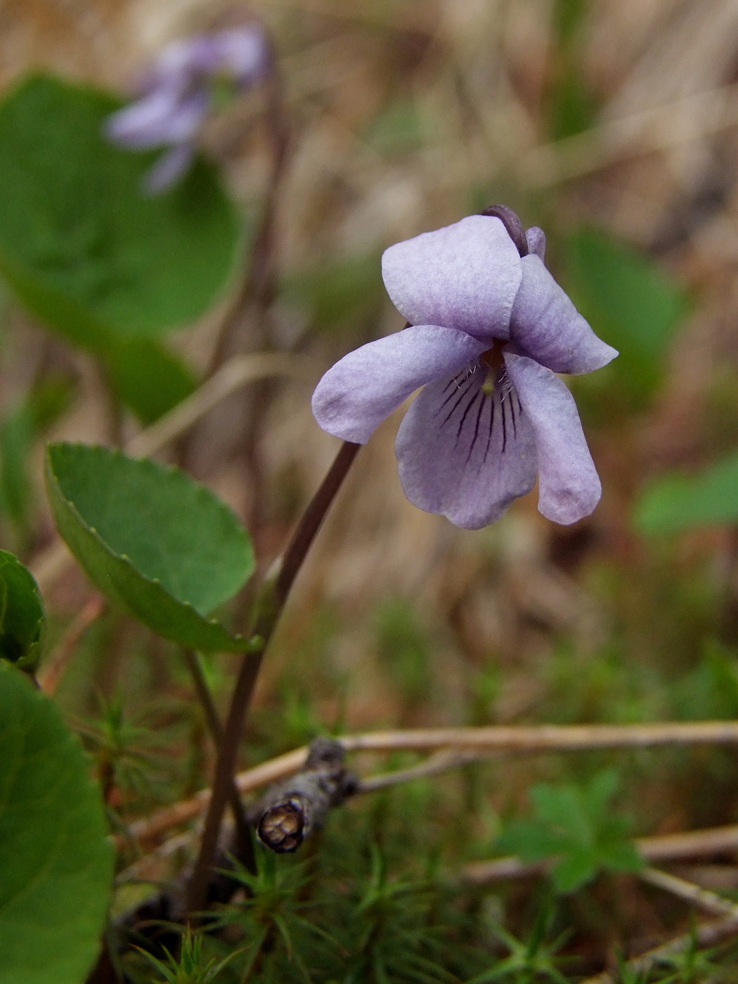 Изображение особи Viola epipsiloides.