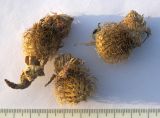 Centaurea alutacea