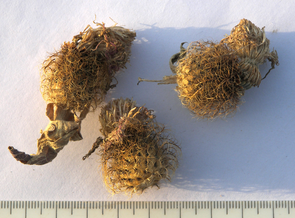 Изображение особи Centaurea alutacea.