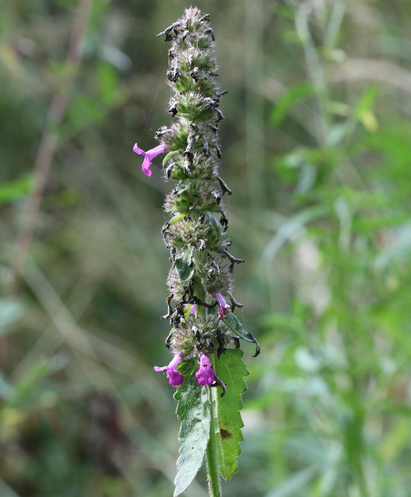 Image of Betonica officinalis specimen.