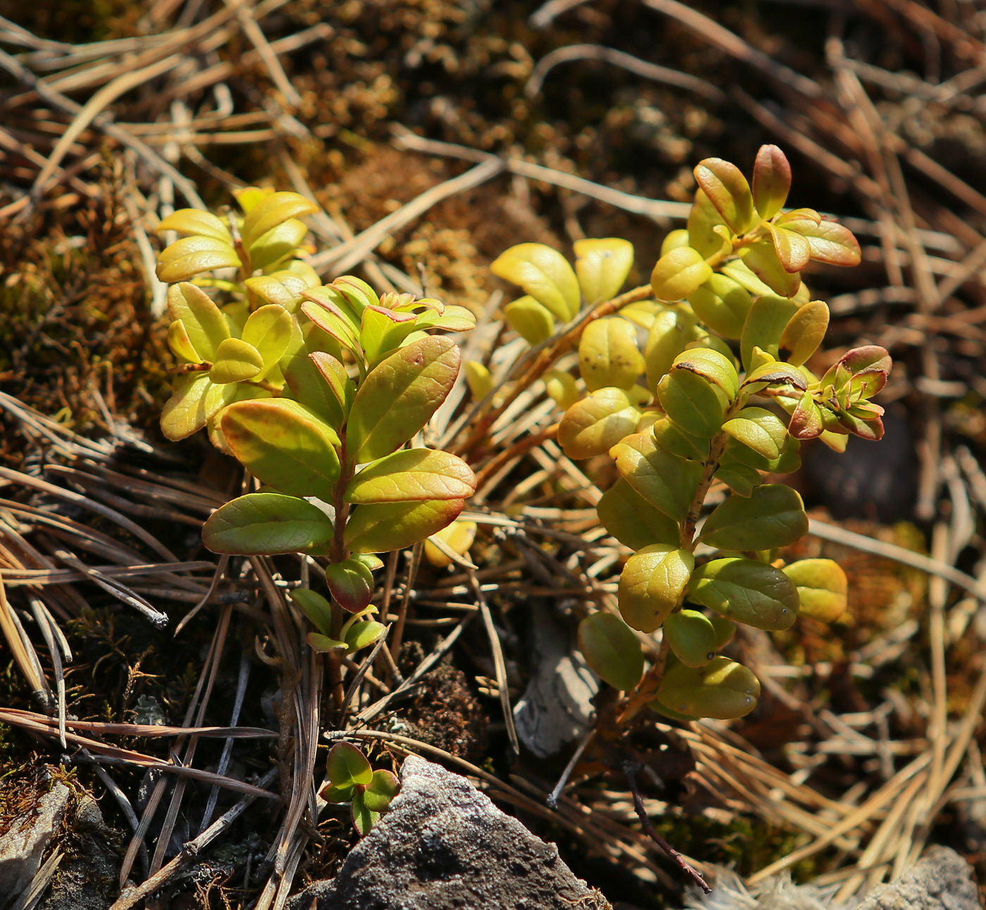 Image of Vaccinium vitis-idaea specimen.