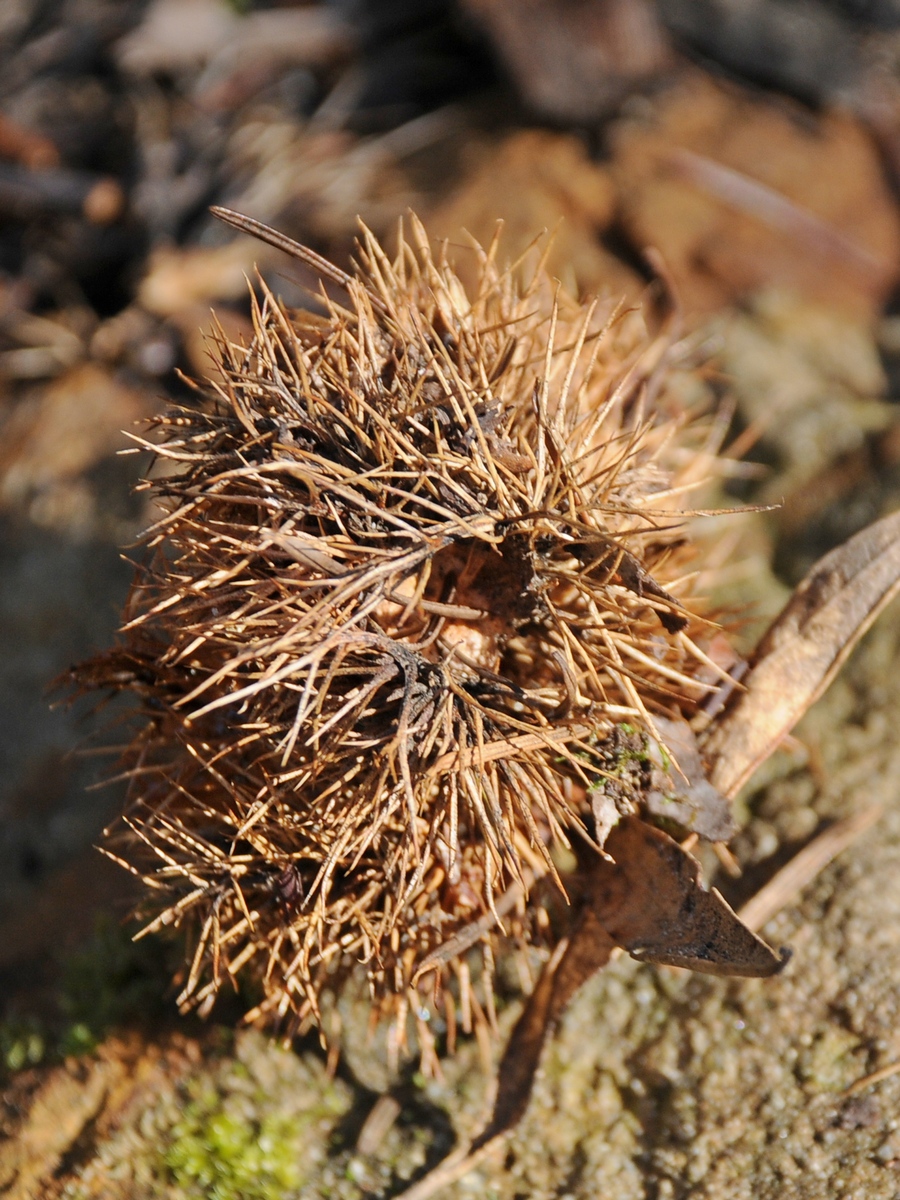 Image of Chrysolepis chrysophylla specimen.