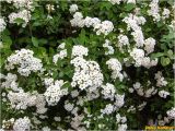 genus Spiraea. Часть кроны цветущего растения. Украина, г. Николаев, Заводской р-н, парк \"Лески\". 01.05.2014.