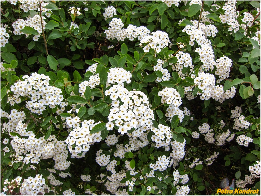 Изображение особи род Spiraea.