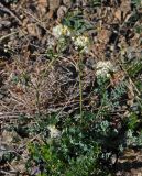 Thalictrum petaloideum