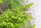 Carpinus orientalis. Ветви с молодыми листьями. Грузия, край Рача-Лечхуми и Нижняя Сванетия, Амбролаурский муниципалитет, окр. с. Зеда-Гвардиа, дол. р. Шарола, выс. 610 м н.у.м., лиственный лес, обочина грунтовой дороги. 07.05.2017.