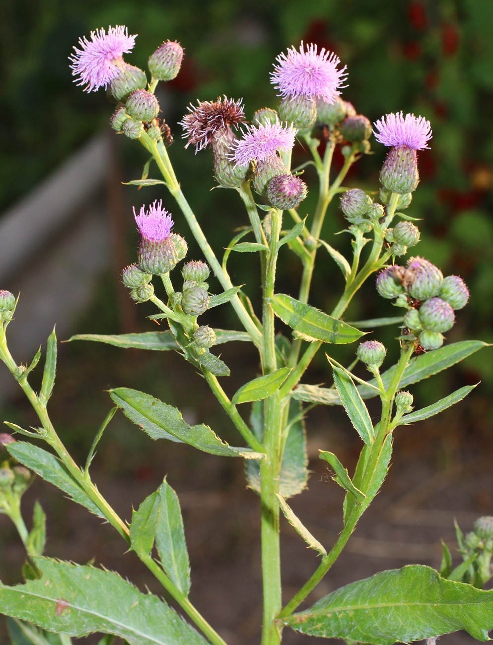 Изображение особи Cirsium setosum.