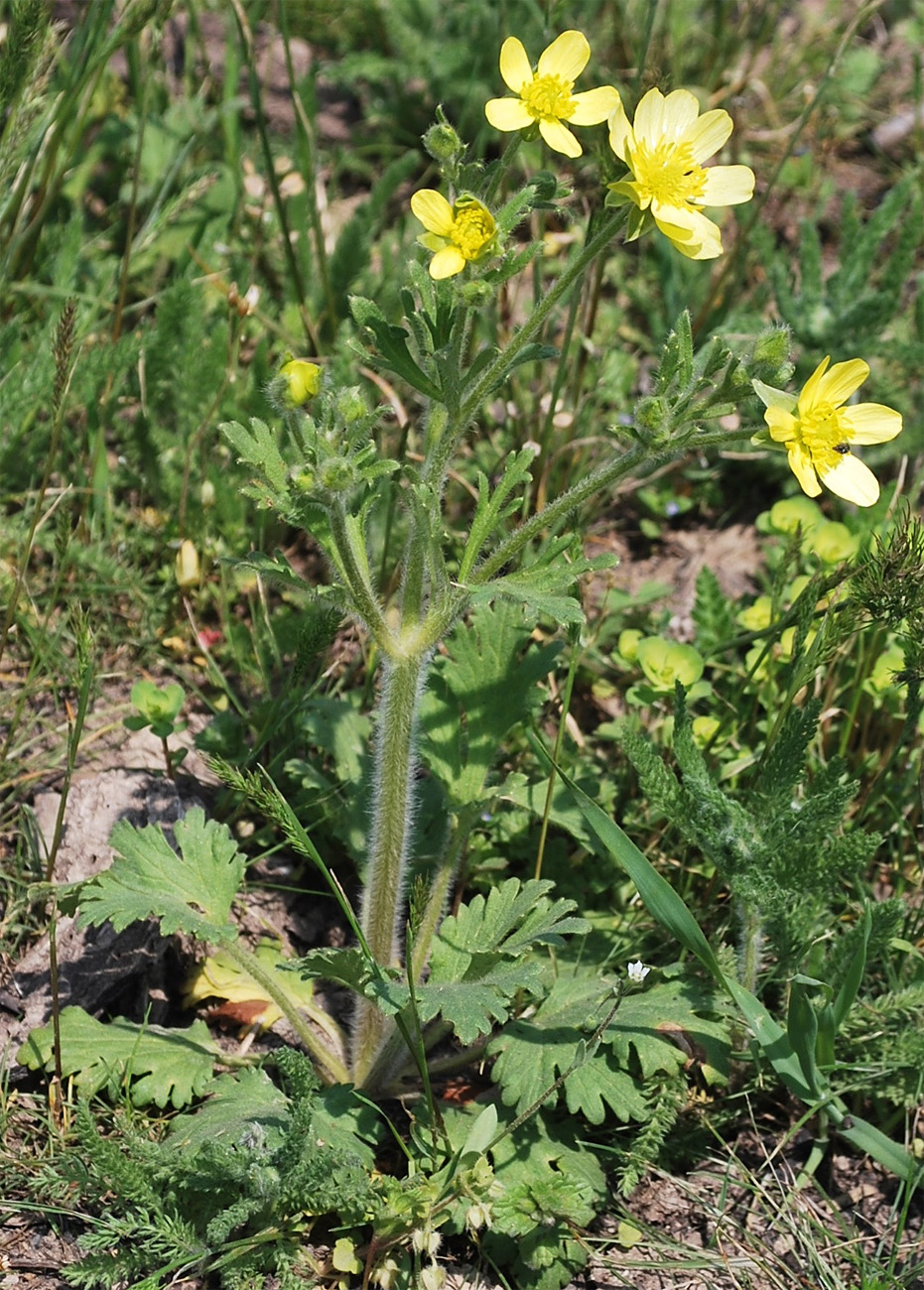 Изображение особи Ranunculus oxyspermus.